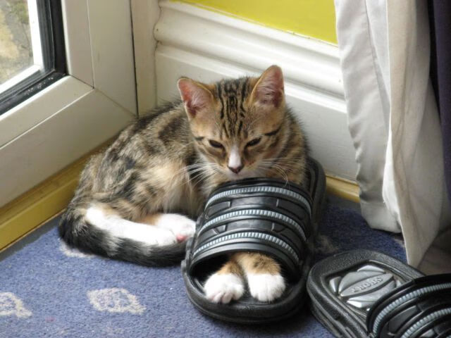 爱游戏app-国乒主力调整阵容，巴黎奥运名单初现端倪，巴黎奥运会中国男乒